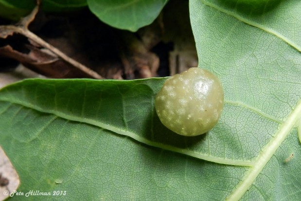 Cherry Gall Wasp (Cynips quercusfolii)