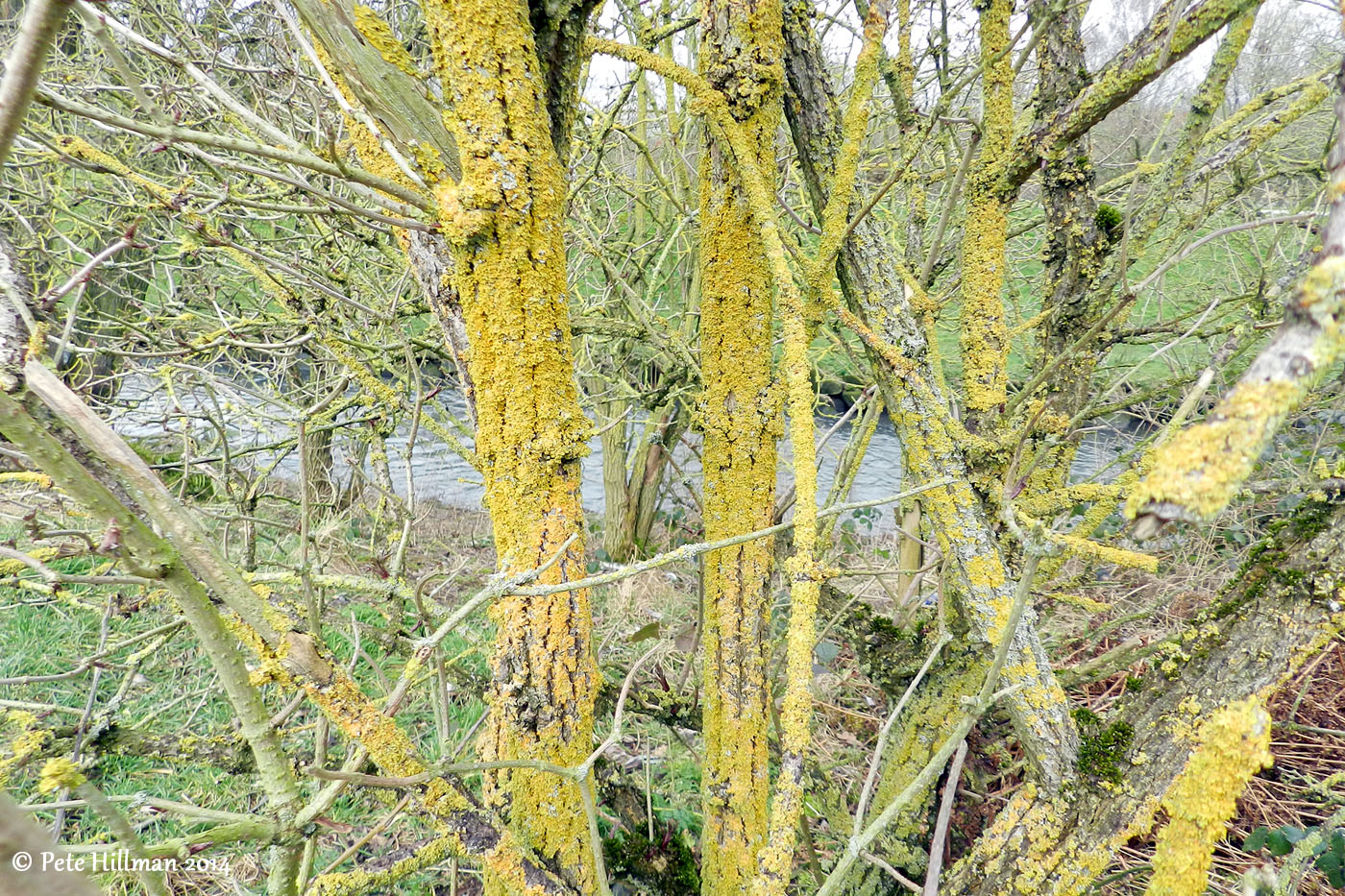 Lichen encrusted trees