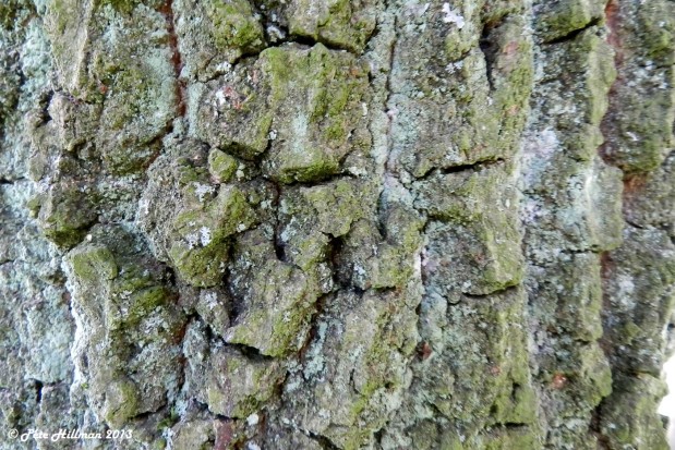 Lucombe Oak – Quercus x hispanica ‘Lucombeana’