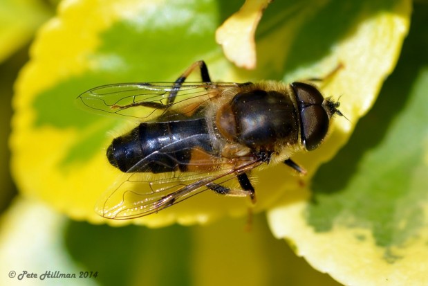 Tapered Drone Fly (Eristalis pertinax)