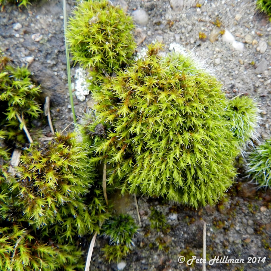 Thickpoint Grimmia (Schistidium crassipilum)