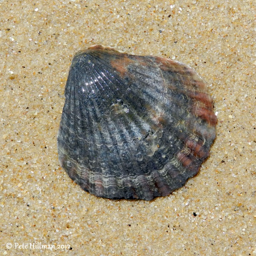 Variegated Scallop (Chlamys varia)