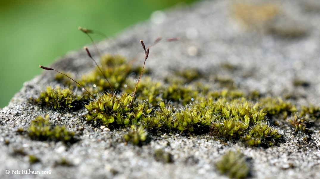 Wall Screw-moss (Tortula muralis)