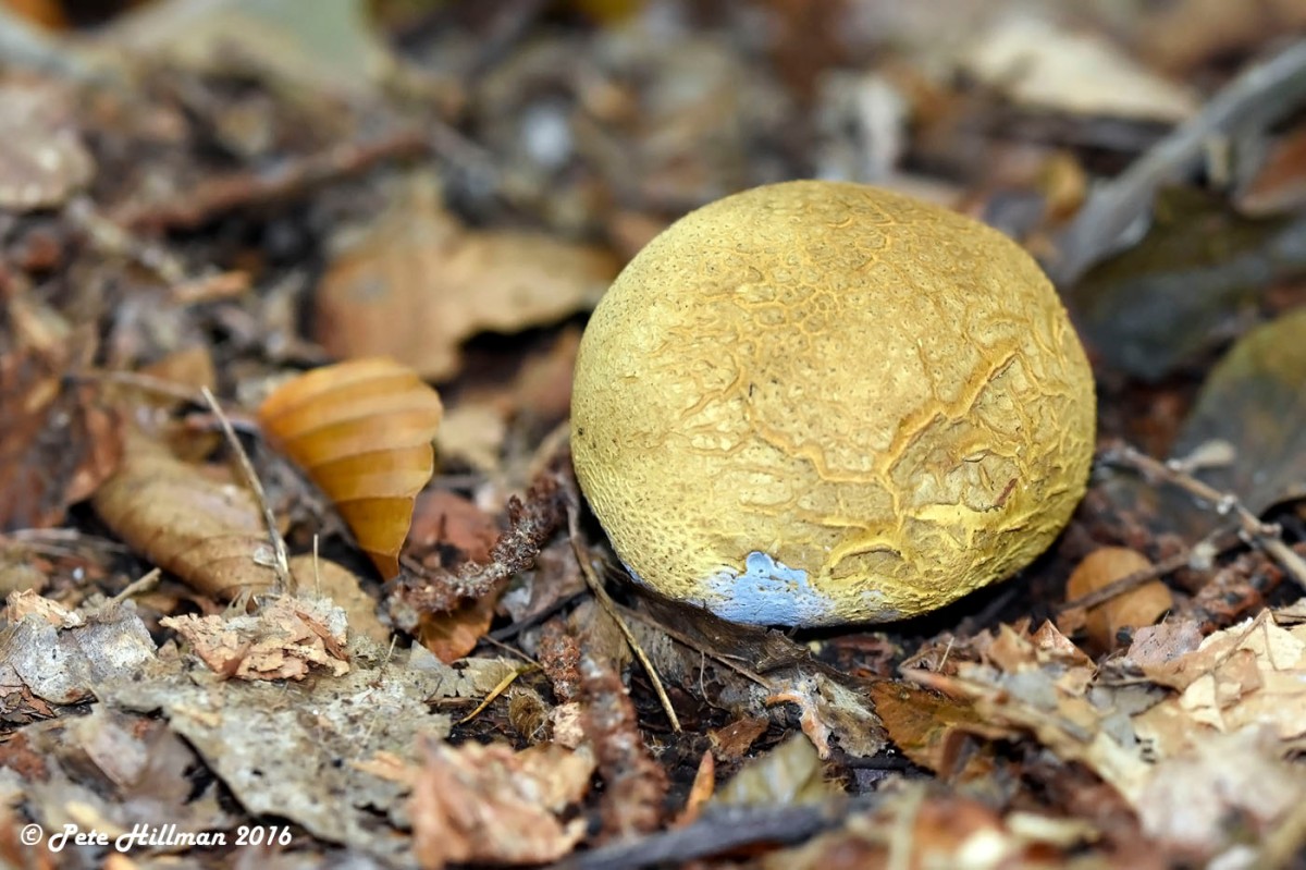 Common Earthball – Scleroderma citrinum