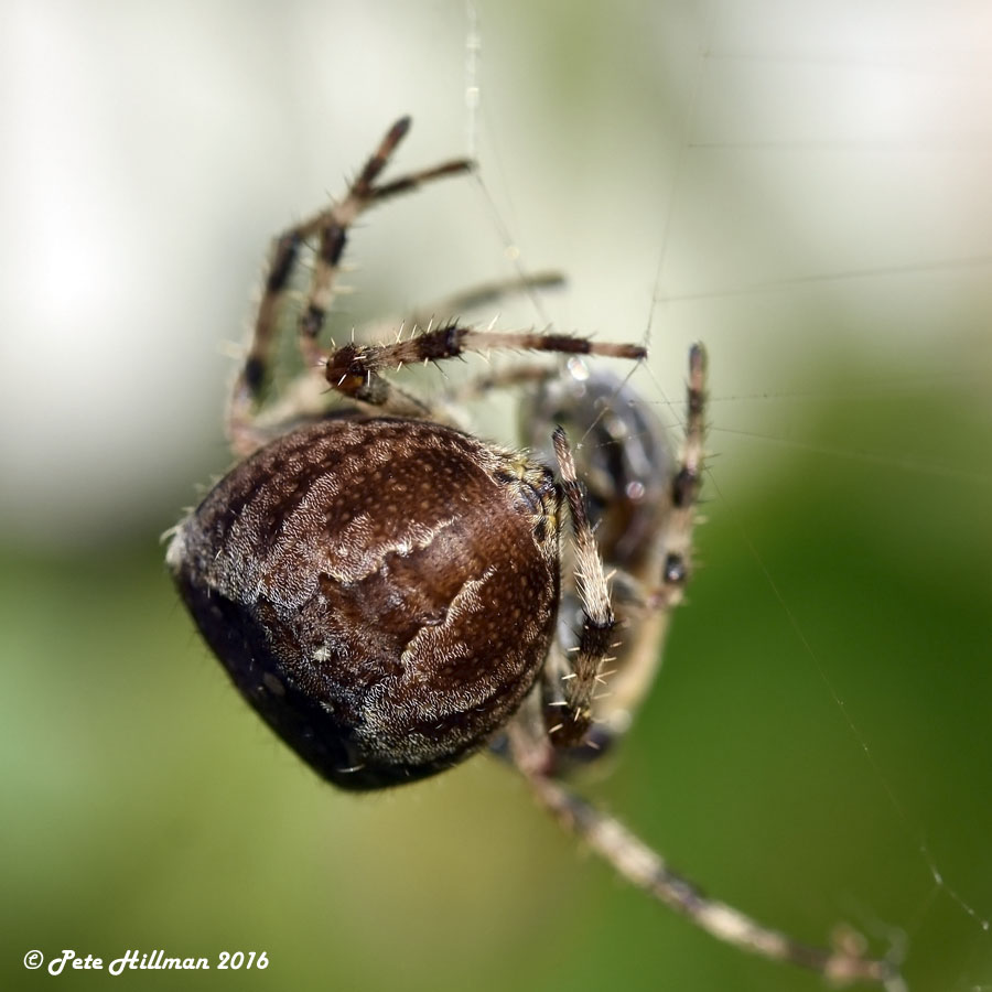 Garden Spider (Araneus diadematus)