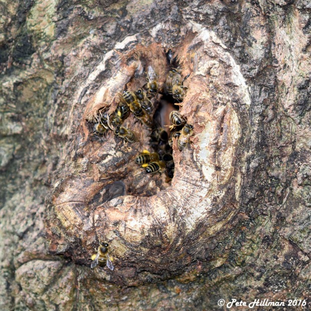 Honey Bee (Apis mellifera) nest