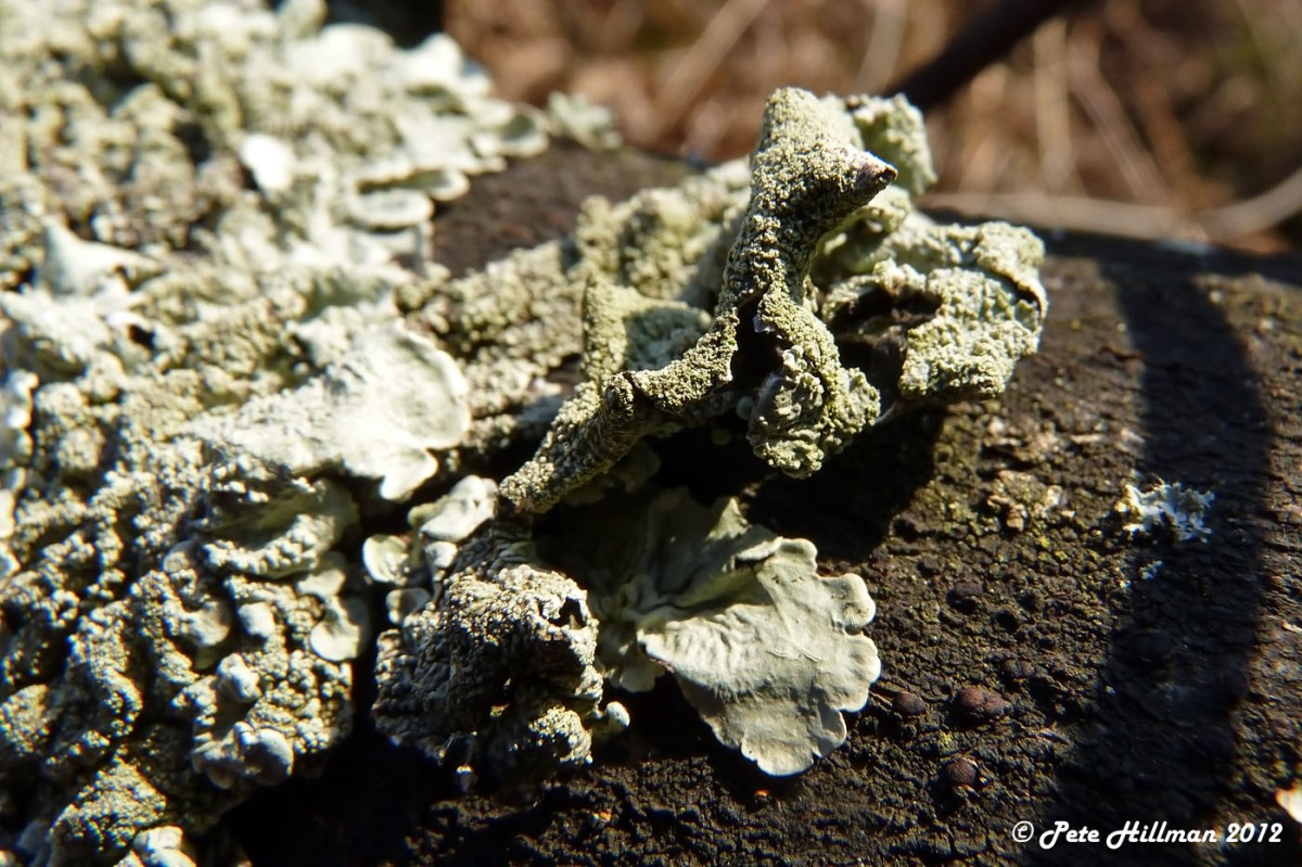 Common GrCommon Greenshield Lichen (Flavoparmelia caperata)eenshield Lichen (Flavoparmelia caperata)
