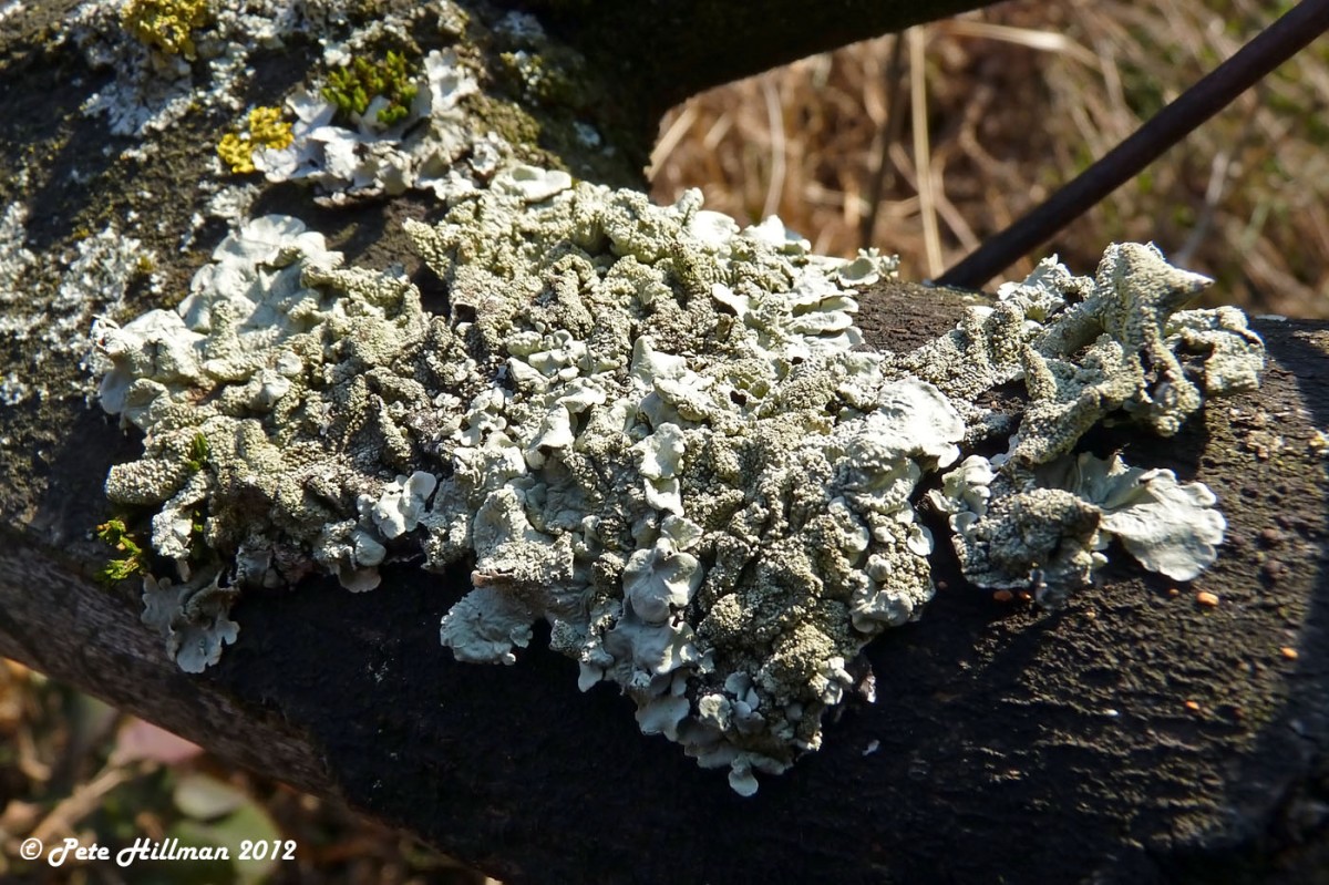 Common Greenshield Lichen (Flavoparmelia caperata)