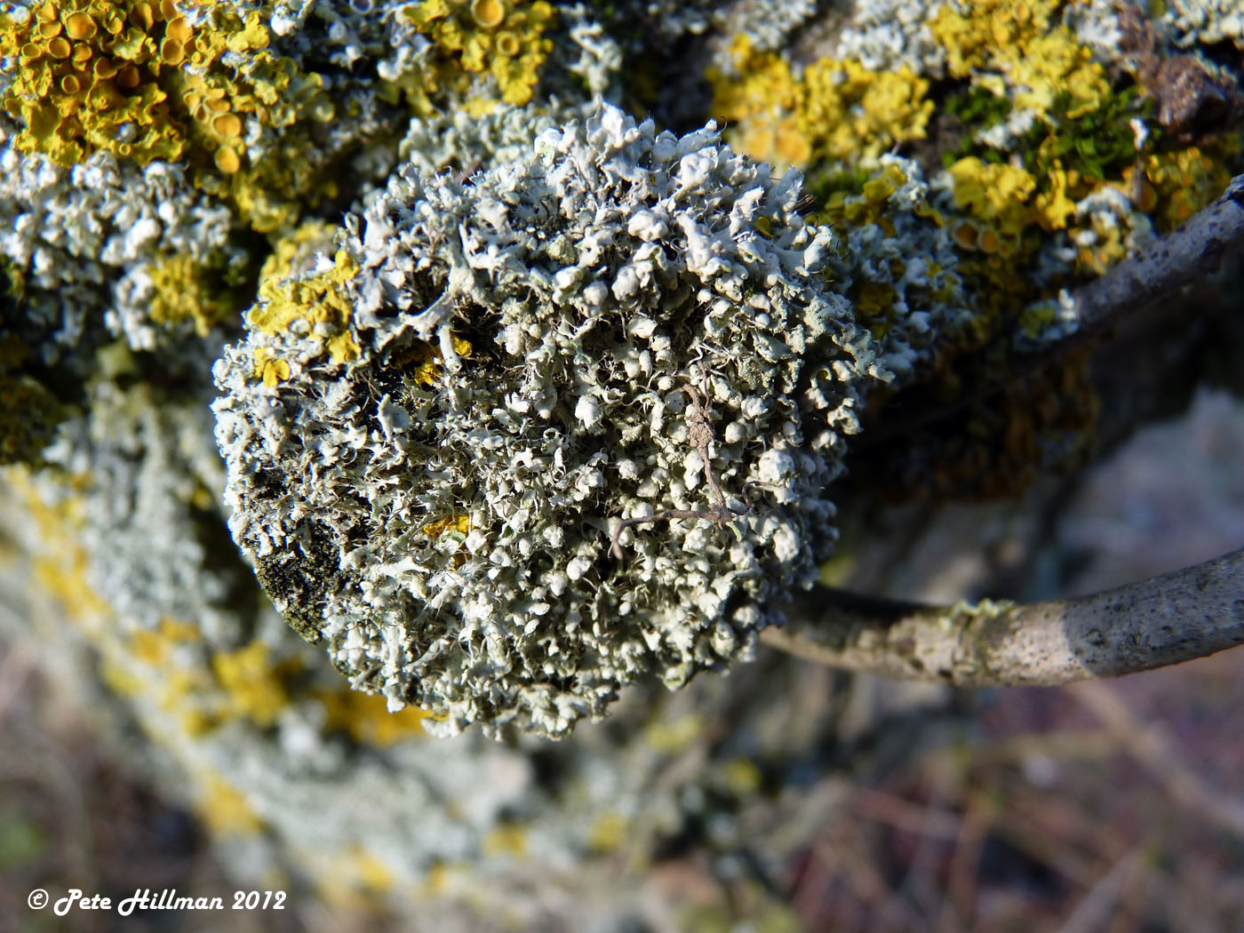 Rosette Lichen (Physcia adscendens)