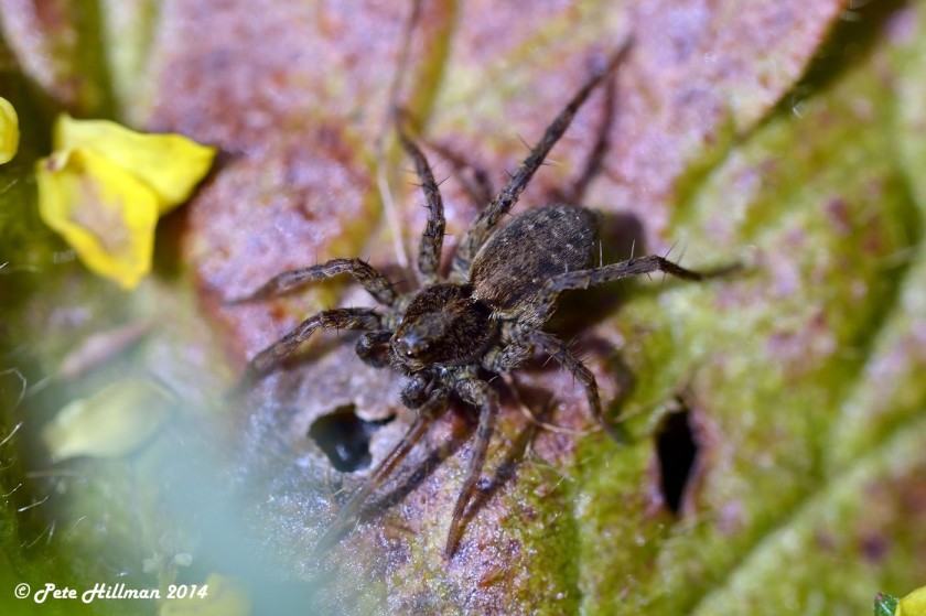 Spotted Wolf Spider (Pardosa amentata)