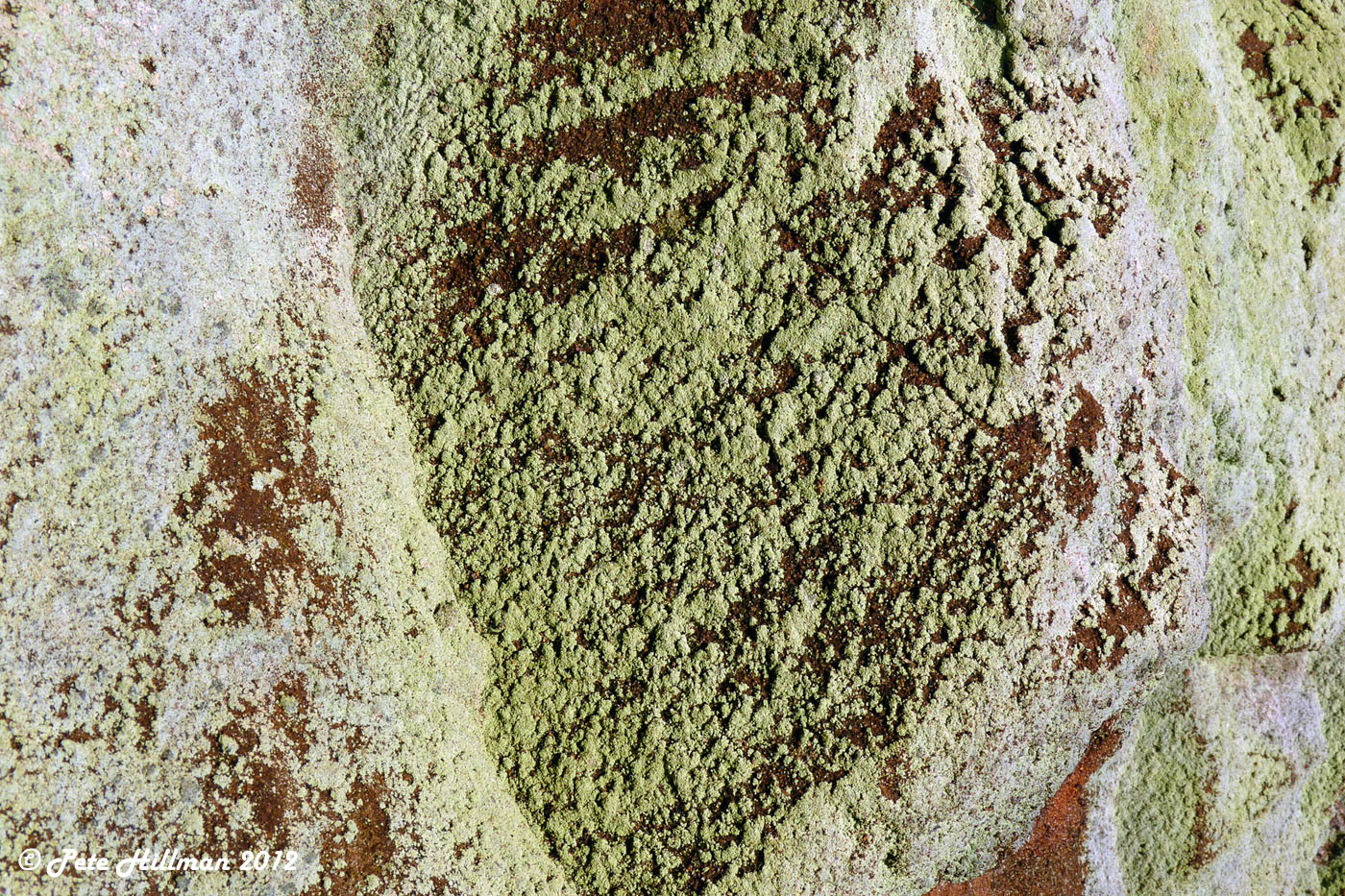 Sulphur Dust Lichen (Psilolechia lucida)