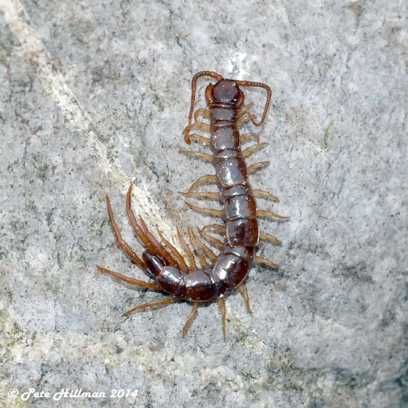 Brown Centipede (Lithobius forficatus)