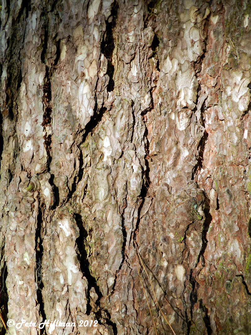 European Larch (Larix decidua) bark