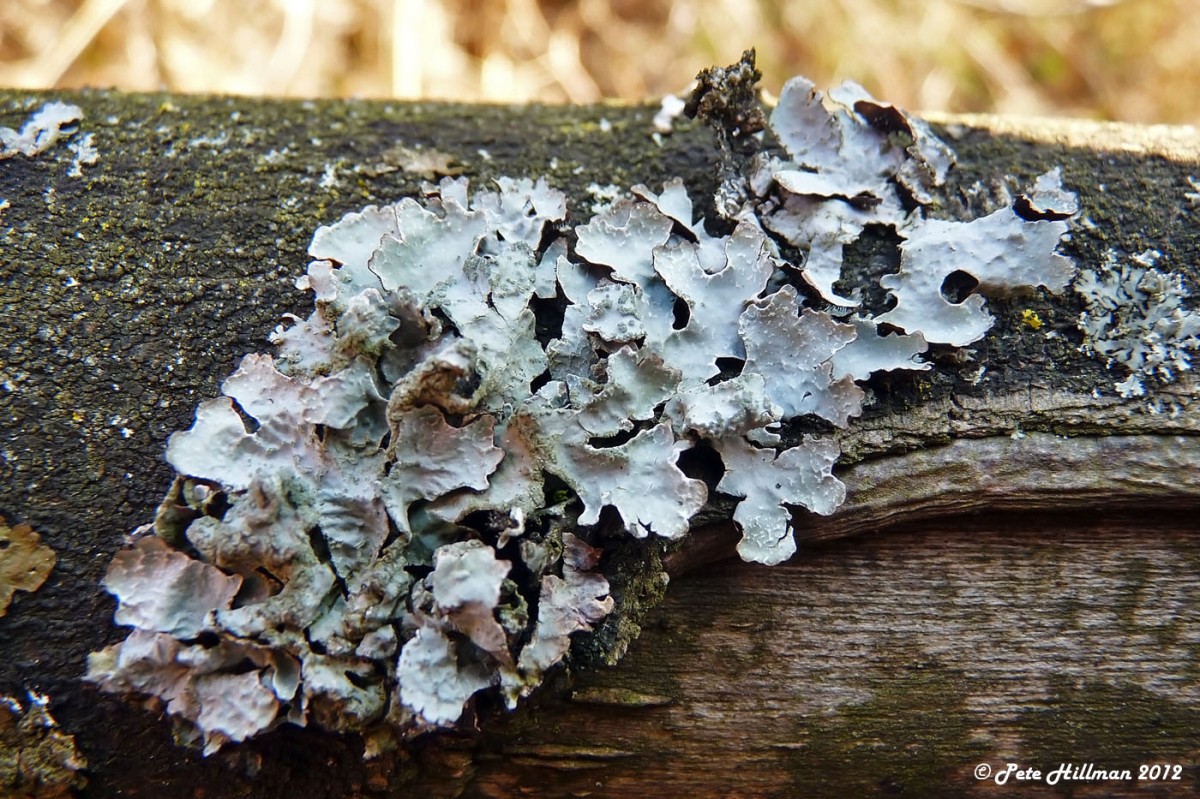 Hammered Shield Lichen (Parmelia sulcata)