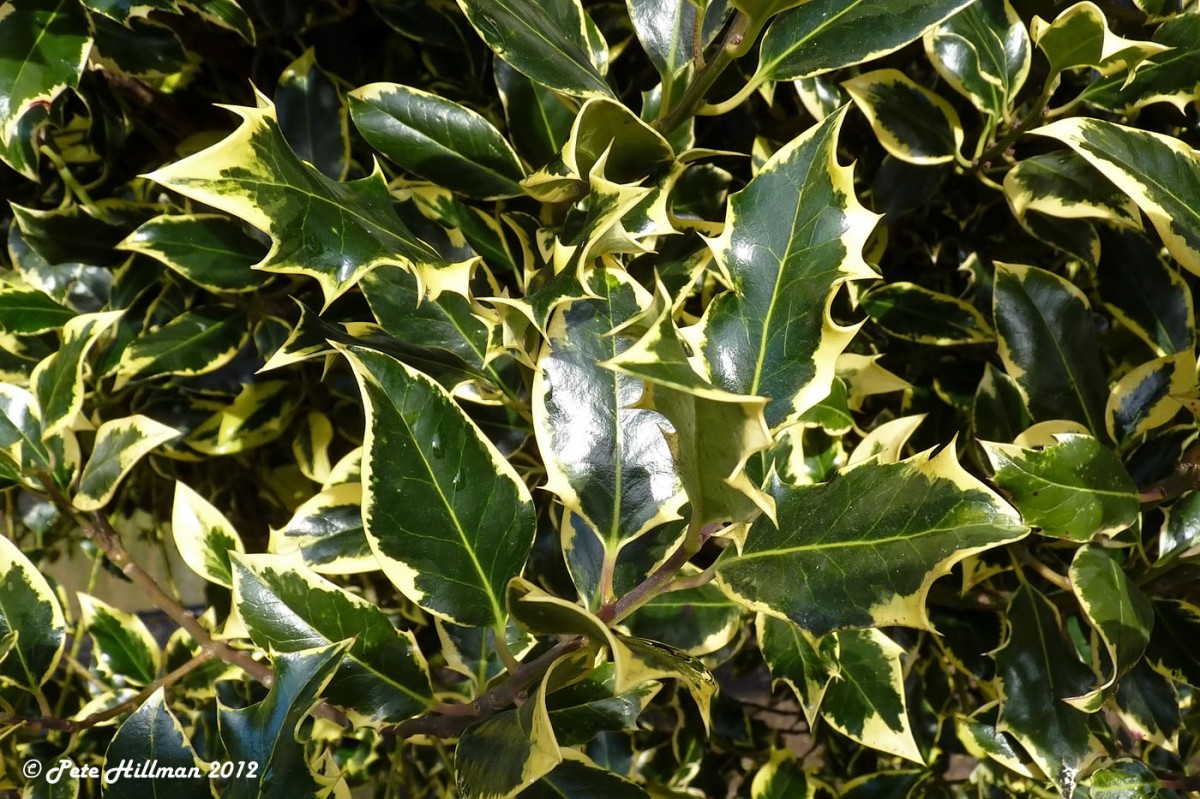Holly (Ilex aquifolium) leaves varigated form