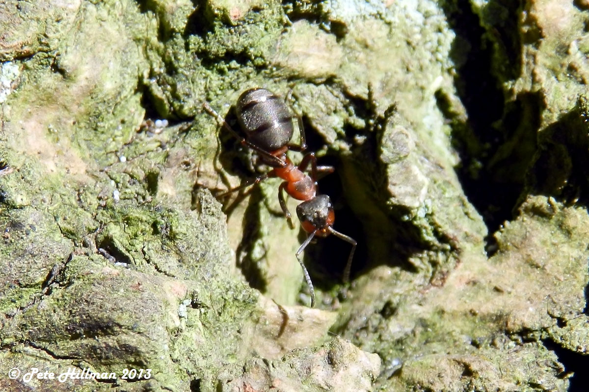Wood Ant (Formica Rufa)