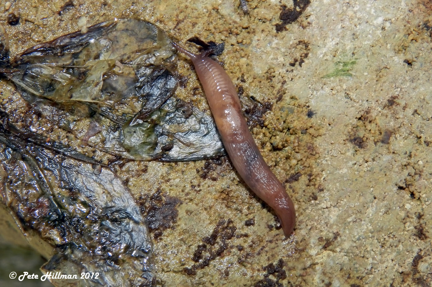 Chestnut Slug (Deroceras invadens)