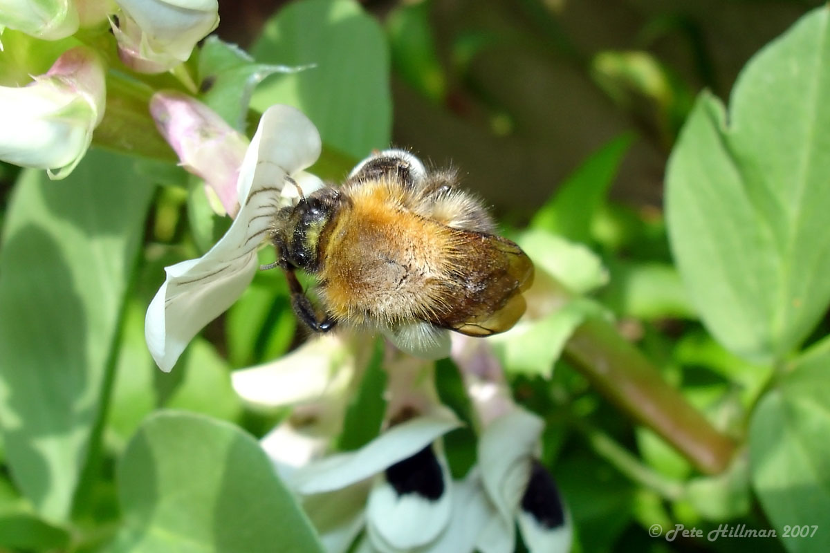 Common Carder Bumblebee Bombus pascuorum