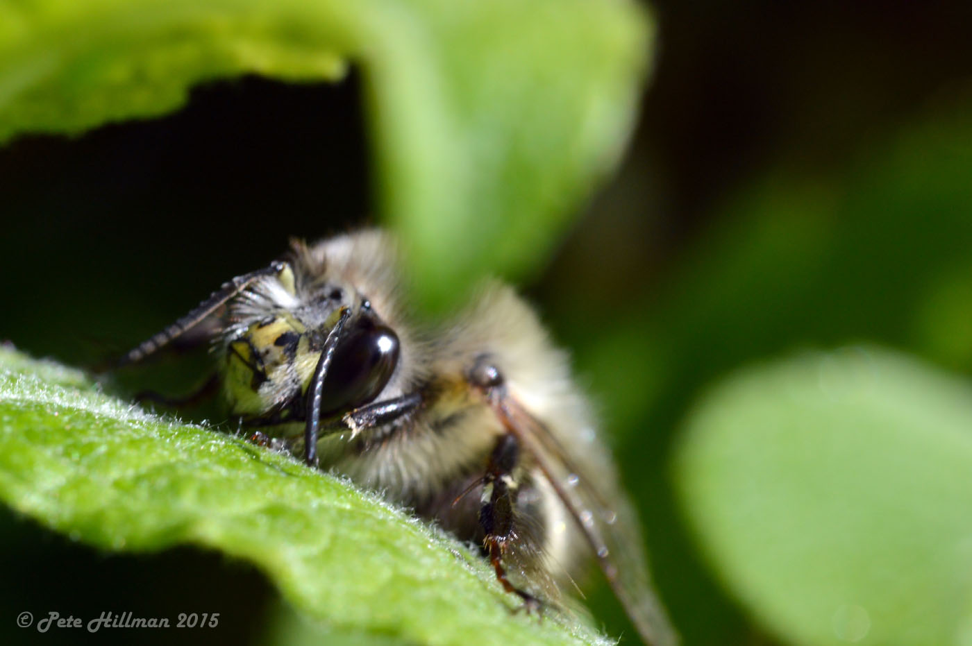 Flower Bee Anthophora plumipes male