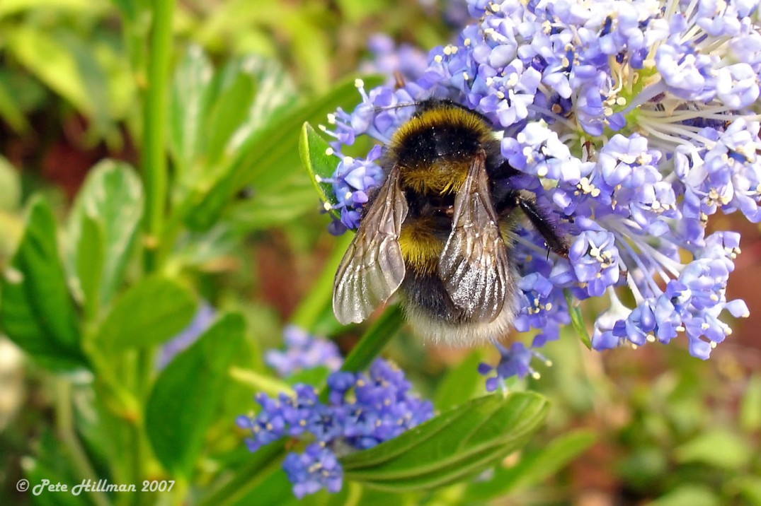Garden Bumblebee Bombus hortorum