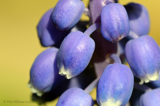 Grape Hyacinth (Muscari armeniacum)