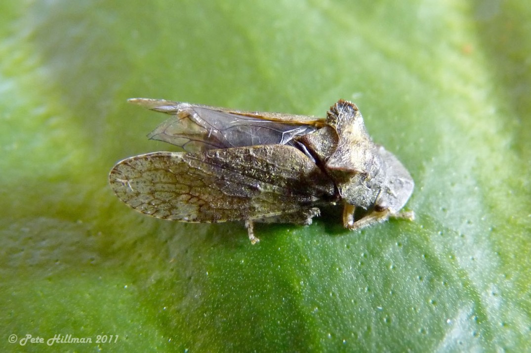 Horned Leafhopper (Ledra aurita)