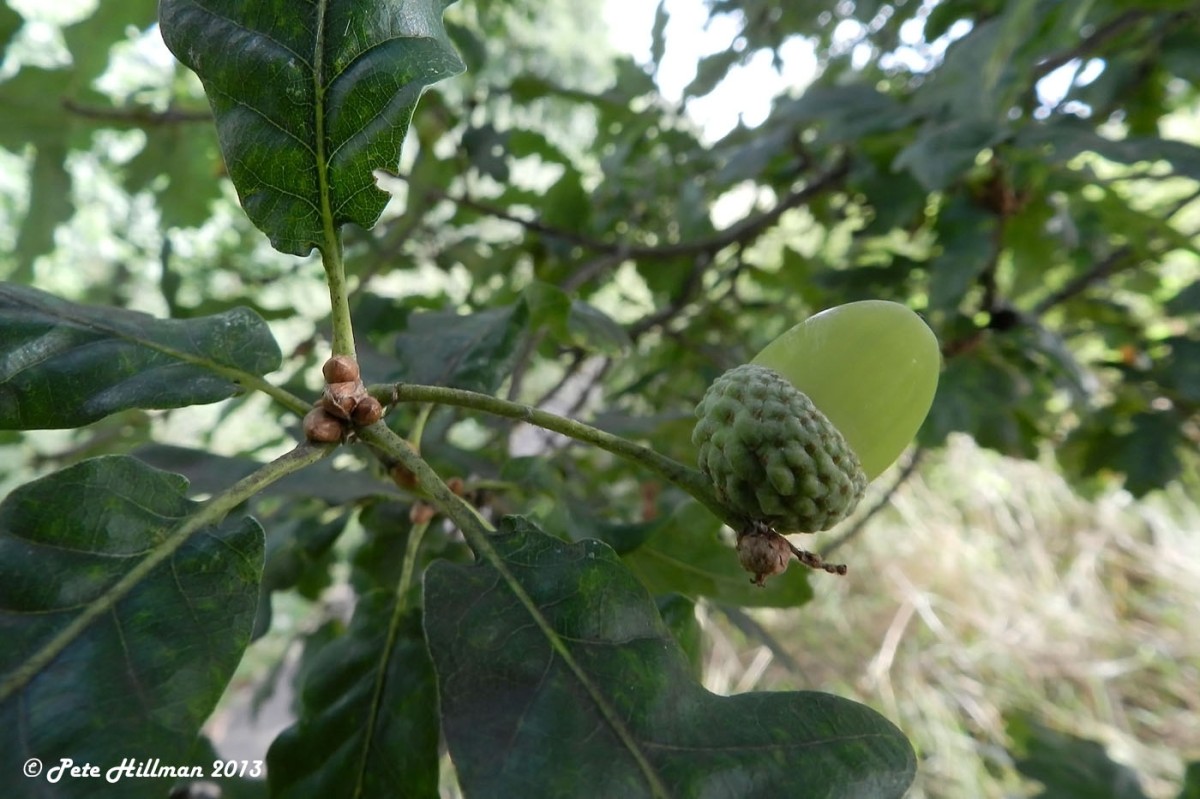 Hybrid Oak (Quercus x rosacea) leaves and acorn