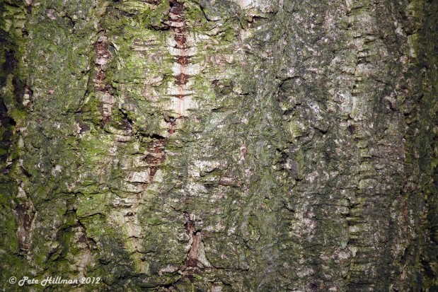 Quercus x hispanica ‘Diversifolia’ bark