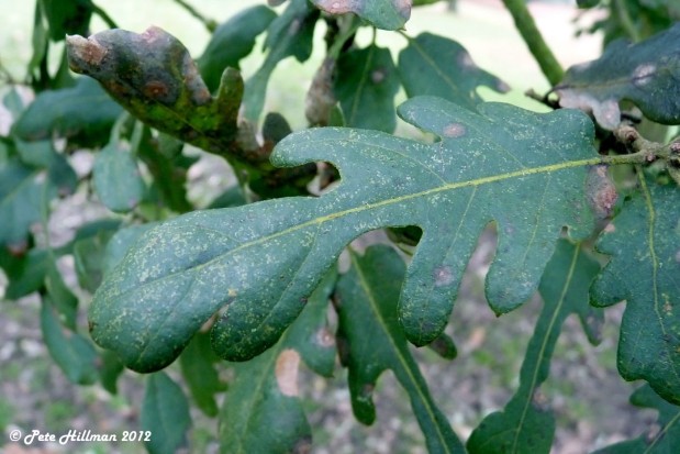 Quercus x hispanica ‘Diversifolia’ leaf