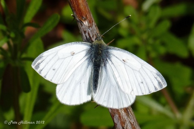 Small White (Pieris rapae) male