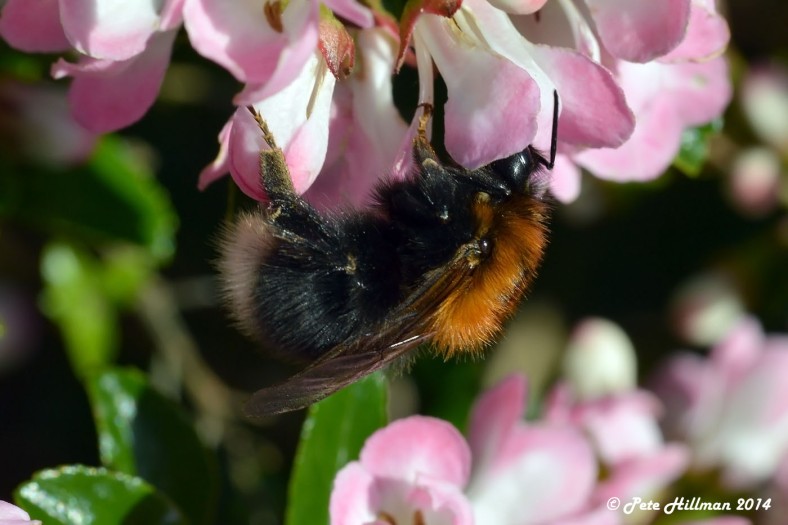 Tree Bumblebee Bombus hypnorum