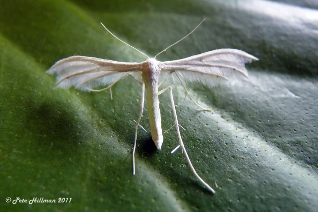 White Plume Moth (Pterophorus pentadactyla)
