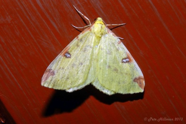 Brimstone Moth (Opisthograptis luteolata) 