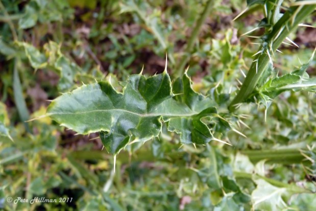 Creeping Thistle Cirsium arvense leaf