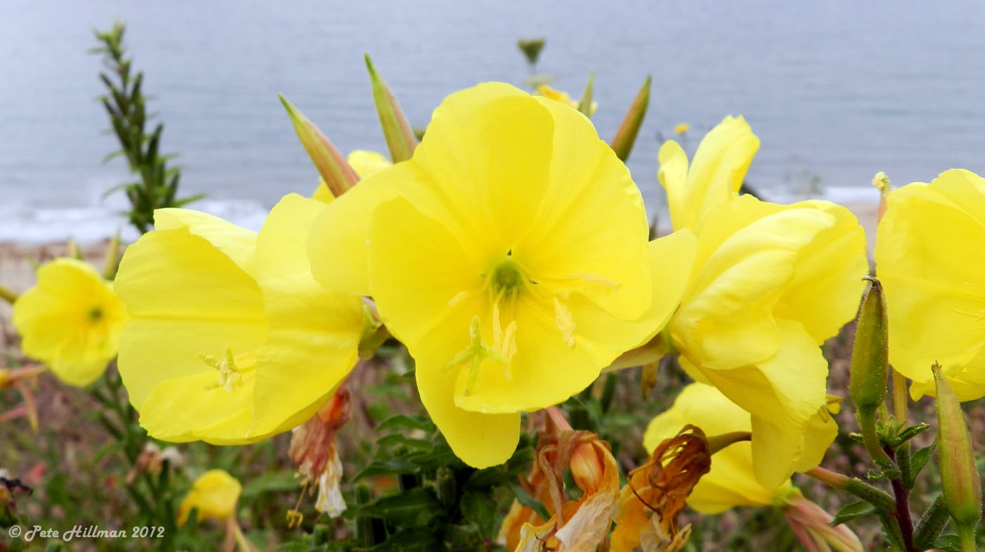 Large-flowered Evening-primrose Oenothera glazioviana