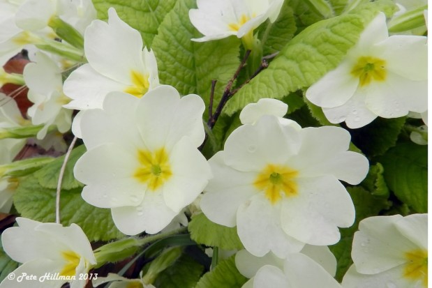Primrose Primula vulgaris