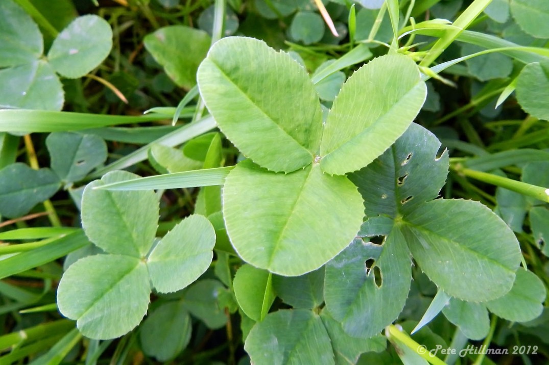 White Clover Trifolium repens leaf