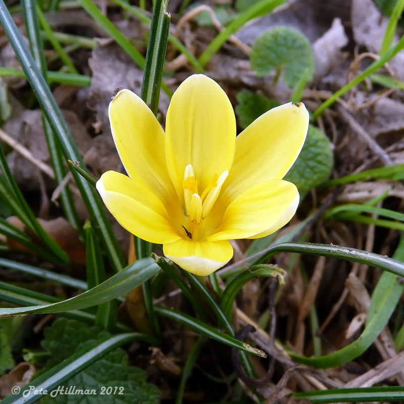 Yellow Spring Crocus Crocus Gargaricus
