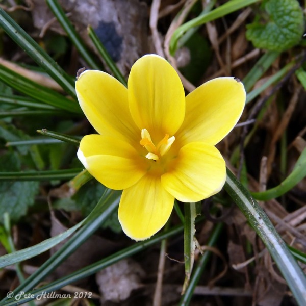 Yellow Spring Crocus Crocus Gargaricus