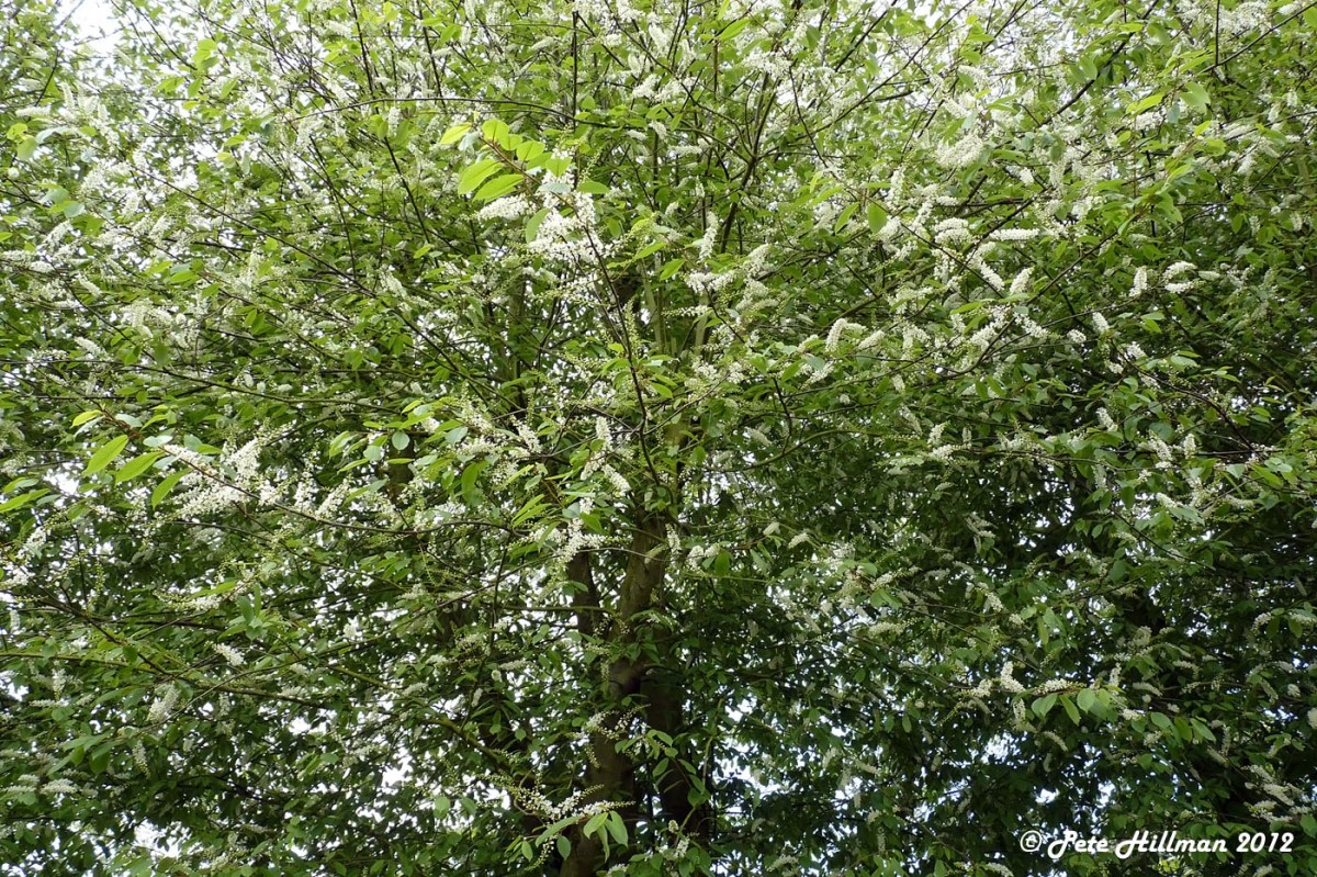 Bird Cherry Prunus padus