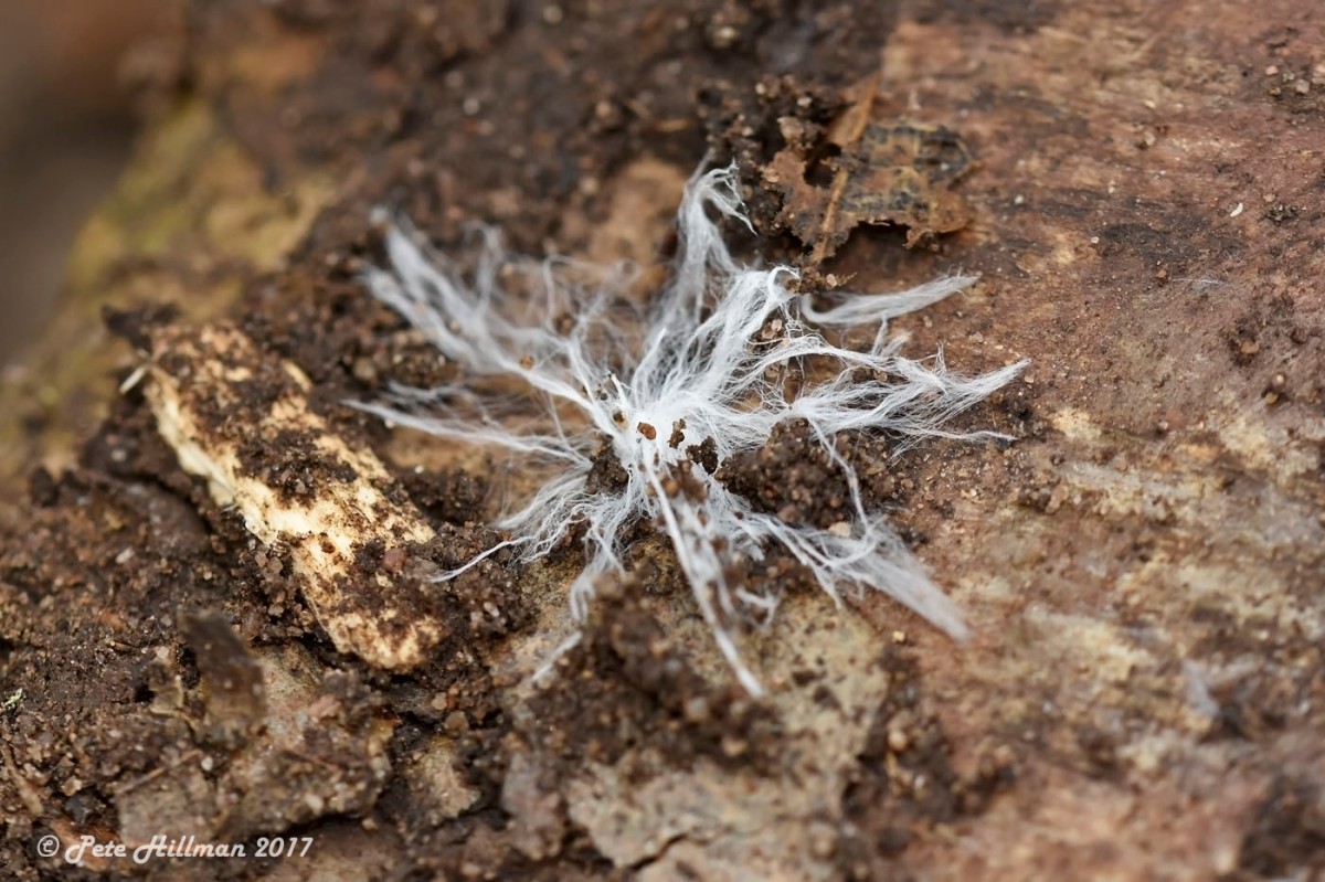 Fungi Mycelium Hyphae
