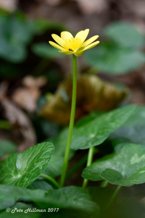 Lesser Celandine Ranunculus ficaria