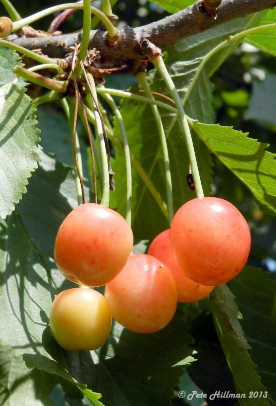 Wild Cherry Prunus avium fruit