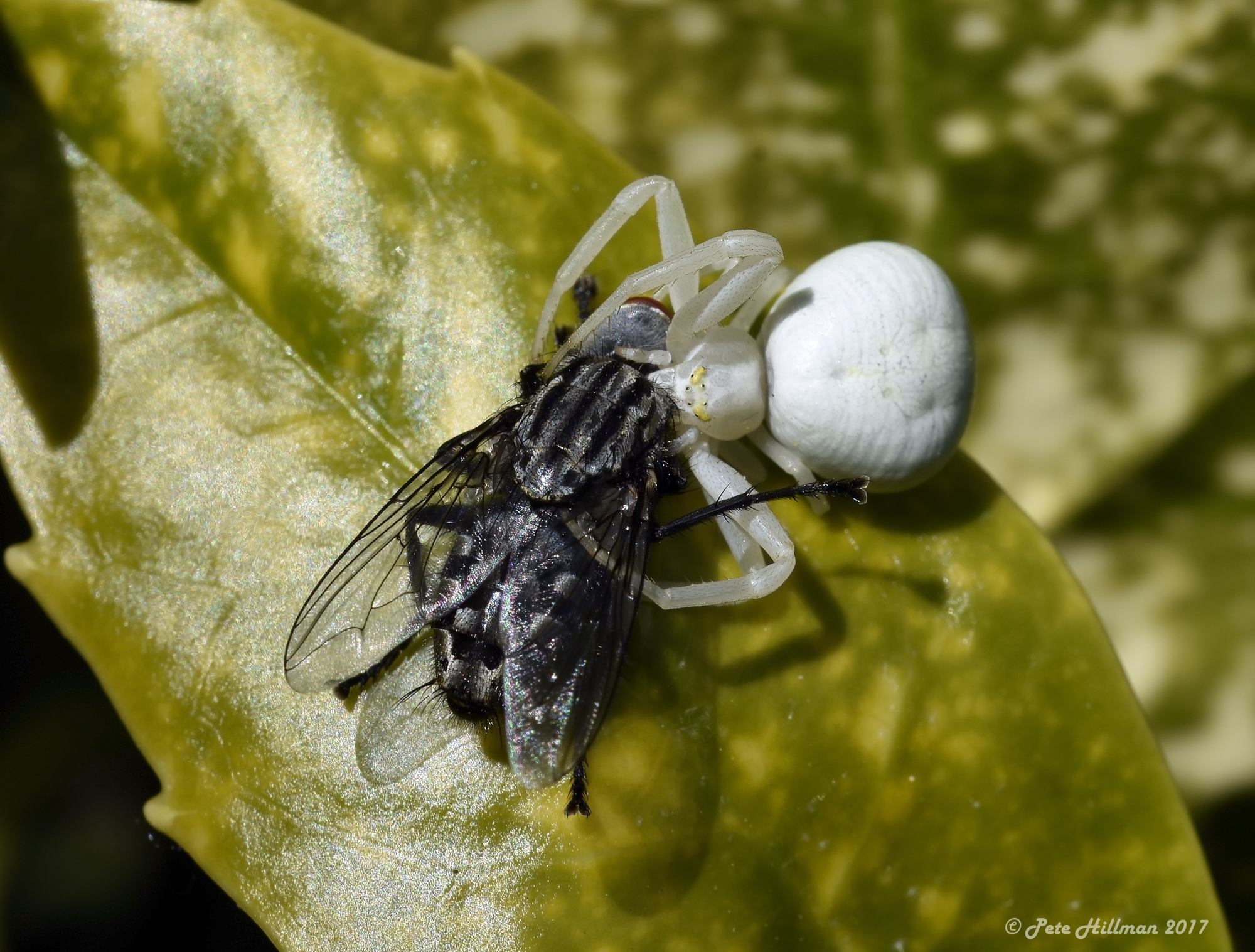 Goldenrod Spider (Misumena vatia) with prey