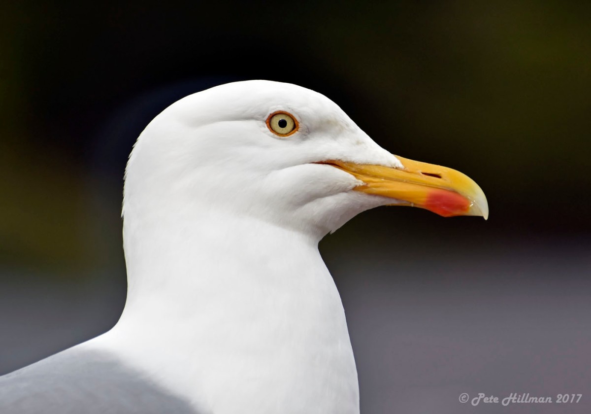 Herring Gull Larus argentatus
