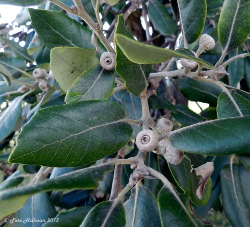 Holm Oak Quercus ilex acorns