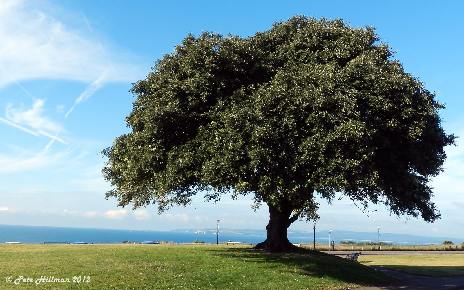Holm Oak Quercus ilex