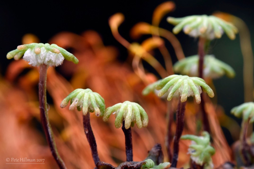 Common Liverwort Marchantia polymorpha subsp ruderalis