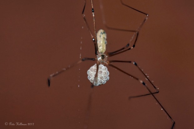 Daddy Long-legs Spider Pholcus phalangioides
