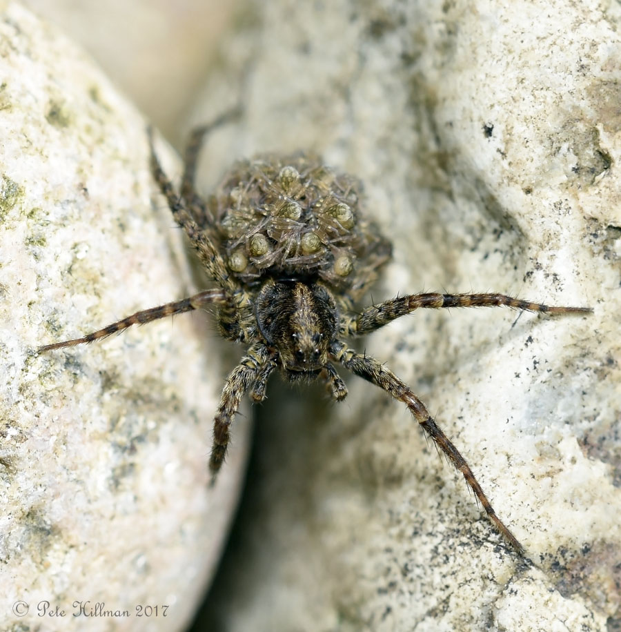Spotted Wolf Spider Pardosa amentata female with spiderlings